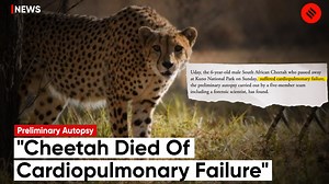 Cheetah Uday Death: Uday, the 6-year-old male South African Cheetah who passed away at Kuno National Park on Sunday, suffered cardiopulmonary failure, the preliminary autopsy carried out by a five-member team including a forensic scientist, has found. | Indian Express | Facebook
