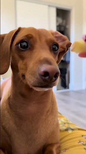 @misbehavedweens: yummy🍎 #dog #doglover