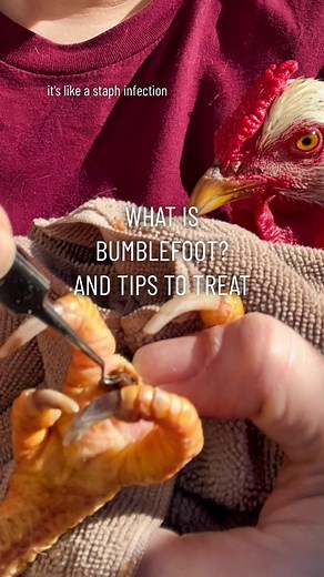 What is “bumblefoot & how to treat it? It comes from minor scrapes or injuries on chickens’ feet when they come into contact with staph bacteria that embeds in their foot. It could be from jumping off their roost, scraping their foot on a stone while foraging, splinters, etc. What to look for: - Swelling feet or limping - A black spot that won’t come off easily, almost like a blackhead type indentation - A stone-looking object, scab, or “kernal” If your chicken’s feet look swelled up with infect