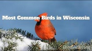 7 Beetles In Wisconsin – What To Know & How To Spot! | Living The Outdoor Life