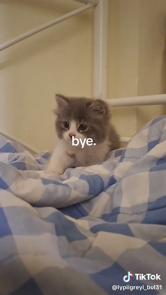 Adorable Cat Cleaning Screen | Cute Kitten Video