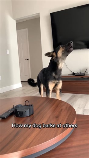 Zero | Scary bark vs needy bark #germanshepherd #gsdpuppy #gsdofinstagram #germanshepherdpuppy #gsdlove | Instagram