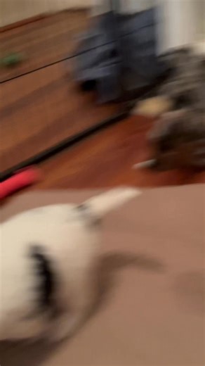 Medium bernedoodles. 3.5 weeks old and by far the cutest age!! We still have a few puppies available. They are hypoallergenic and will be around 35-45lb when adults. I am a local breeder who has been breeding bernedoodles for 8 years. Please what’s app me 705-6303 for more information! | Pawsitivetouch.bm