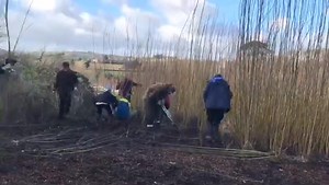 The practice of coppicing has seen a resurgence in the UK, as farmers and food producers have begun to find new ecological and economic benefits. In this video, our MSc Regenerative Food, Farming and Enterprise students hand coppice a patch of willow to be made into ramial woodchip, which will then be applied to our soil to increase its fertility and encourage good bacteria and mycorrhizal fungi. Read more about it on our blog: https://campus.dartington.org/coppicing-the-return-of-a-dying-art/ D