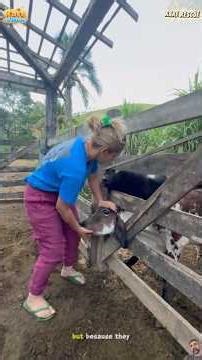 16 Heroes Among Us: The Most Intense Animal Rescue Missions Ever Caught on Camera ❤️