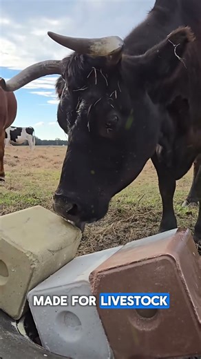 When Cows Require Salt