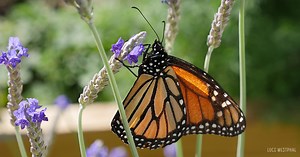 Monarch Butterfly Life Cycle Stages Photos and Videos