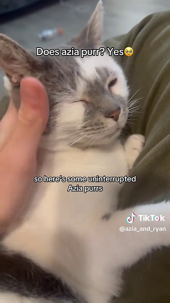 Understanding Cat Purring: Why Cats Purr So Much