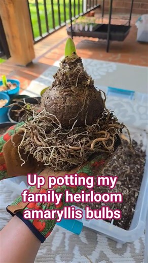 Amaryllis can bloom multiple times in one year. Mine are trained to bloom in the spring! #amaryllis