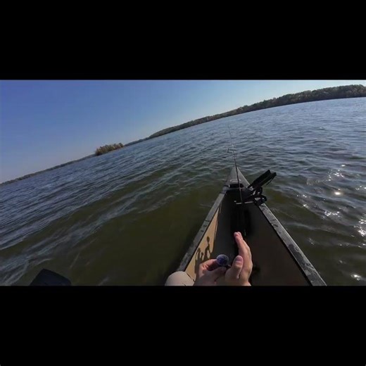 Loons on Chippewa Flowage #nature #loon
