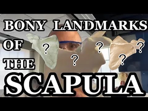Scapula Anatomy w/ Subtitles - Human Anatomy - Ohio University