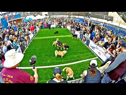 Puppy Bowl 2024 Animal Planet World Special for Mission Pets Alive & World Animal Rescue Network