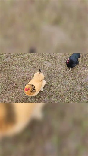 SNACK ATTACK WEDNESDAY