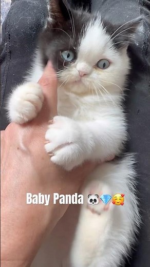 💎 Baby Panda – Rare Blue-Eyed Exotic Shorthair Persian | Luxury Kitten from Catsy Cats Cattery