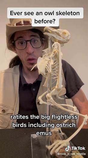Exploring the Intriguing World of Owl Skeletons