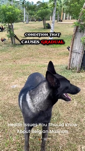 6.8K views · 70 reactions | Health Issues You Should Know About Belgian Malinois癩勇 #asgardmalinois #Ludwigmalinois #lunathegsd #belgianmalinois | Asgard Malinois | Facebook