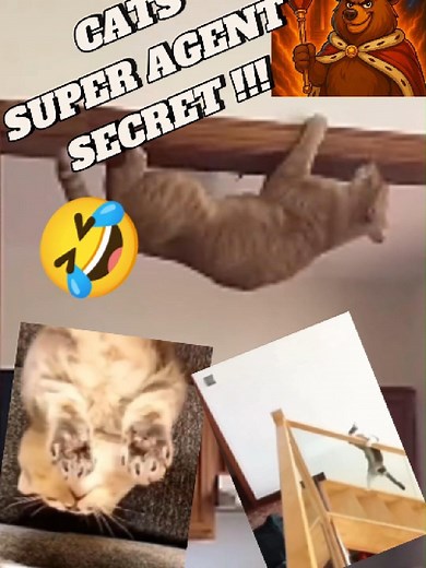 Cat Secret Agent: Mission Impawsible Fails