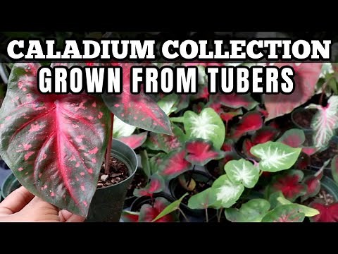 How to Grow, Plant & Pot Caladium Tubers + Beautifully Display them - Caladium Aroid Collection