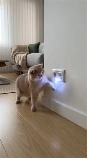 Final Scene Is Hilarious! Cat & Owner Fluffy Stare!😆😆😆#viral #funny #cat #fyp #shorts #cute #short