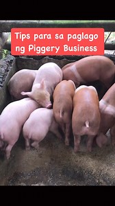 10K views · 80 reactions | Tips para sa paglago ng Piggery Business #backyardfarming #farming #buhayprobinsya #Hograiser #fypシ゚viralシ #reelsfypシ #reelsvideo #fypシ #everyone #highlights @topfans | Backyard Farming | Facebook