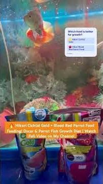🐟 Parrot Fish & Albino Oscar Feeding Hikari Food for Full Growth! 💪 Full Video Visit My Channel