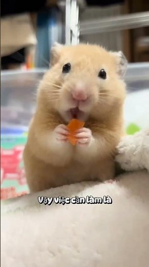 Hamster sneezing constantly?🐹