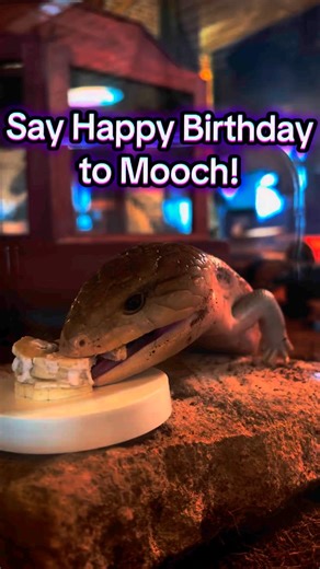 I think he likes his banana and mealworm cake 😂 We love you Mooch!! His birthday was on the 16th .... Don't tell anyone 🤫 | WonderLab Museum