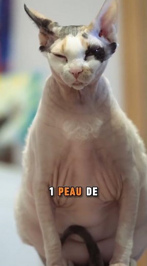 This is the Sphynx, the hairless cat. #cat #catbehavior #animals