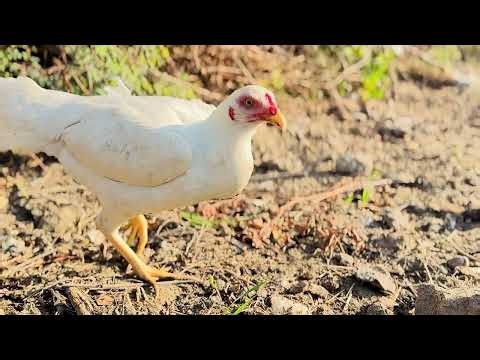 You Won’t Believe These ASMR Chicken Sounds 😳🐔