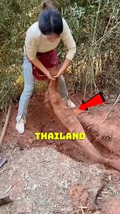 Kudzu Root Processing for Winter Soup in Thailand #KudzuRoot #TraditionalMedicine #WinterSoup #ThaiCuisine #SustainableFarming | Satisfying Videos