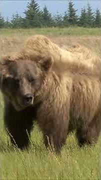 Pizzly Bears: Nature's Wild Hybrid!