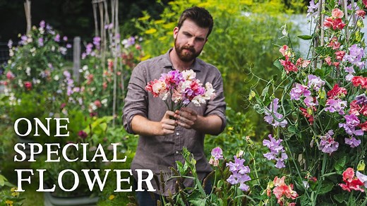 Sweet peas: The ultimate cut flower guide