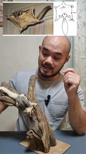 40K views · 1K reactions | difference sa squirrels and sugar gliders | Supreme Exotics PH | Facebook