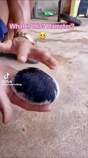 Amorphous Globosus: El Misterio de la Malformación Animal