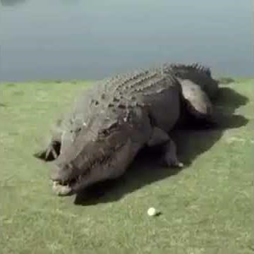 SKIBBITY BOP MM DADA (Alligator Edition)