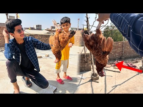 Murgi Ko Achank Se Kia Ho Gaya 😨 Hard to say goodbye 😢
