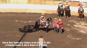 Sello de Raza del Rodeo para Criadores organizado por el Club Negrete, Asociación Río Bío Bío, fue para el potro El Remanso Gustoso II, hijo de Reparo en la Perfidia. Gustoso II fue campeón en la exposición nacional realizada en Santa Bárbara, el 2019. 08 de Enero, del 2023. | Videos de Rodeo Chileno