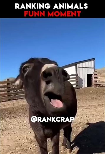 Ranking Animals: These Moments Are Pure Comedy Gold