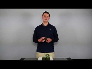 Sector 9 Nineball Wheel Review