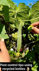335K views · 1.2K reactions | Pest control tips using Recycled bottles  #kafarmingtv #fblifestyle #fypシ゚ #highlights #trendingreelsvideo #farming #cctto | KaFarming TV | Facebook