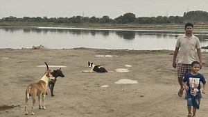 India and its stray dogs: A never ending tussle between dog-lovers and dog-haters