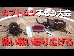 「熱い戦い！子どもたちが育てたカブトムシを戦わせる『カブトムシすもう大会』高知市のわんぱーくこうちで開催」2024/7/15放送