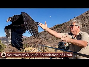 Vultures Are Really Good at Throwing Stuff Up