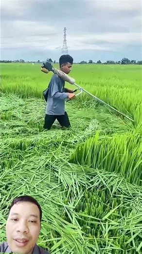 Surprising rice farming method in Thailand