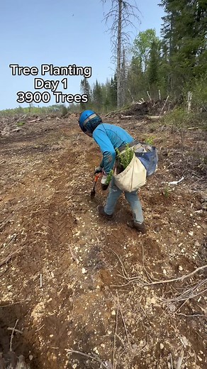 Canadian Tree Planter's 2023 Season Kickoff | 2,900 Trees Planted