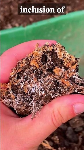 Why Inoculate Biochar with Bacteria vs. Fungi?