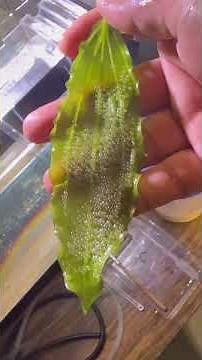 HATCHING MY ANGELFISH EGGS.easy steps