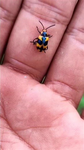 Asian beetles you've never seen#anyuniqueanimals#beetle#insects#beautifulinsects#nature#wildlife🐞🪲🐞🪲