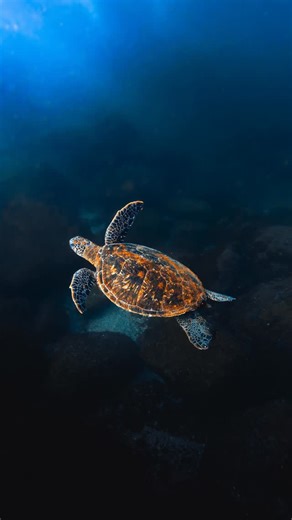 Zac Blake on Instagram: "Masking is the most effective and important tool that I use in Lightroom by a long shot. I use it to bring focus to the subject and shooting in RAW is what allows me to do that! Mask settings: Mask 1 - Subject Selection - temperature & tint + texture + clarity + dehaze Mask 2 - Background Selection (invert subject select) - exposure - clarity + dehaze Mask 3 - Linear Gradient Subtract subject - exposure - temperature - saturation Mask 4 - Linear Gradient Subtract subject