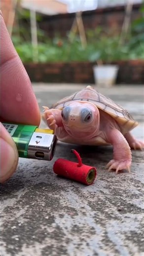 Come set off firework with me? 😄#turtle #ai